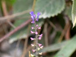 Image result for Nervilia petraea