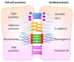 Different semiconductor materials have different absorption coefficients. A Summary Of Cell Cell Junctions With Representative Proteins The Download Scientific Diagram