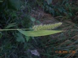 Image result for Setaria homonyma