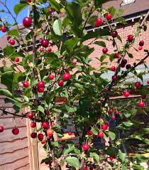 Non fruit bearing cherry tree. Are My Cherries Edible Gardening Landscaping Stack Exchange