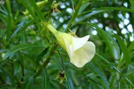 Image result for Cascabela