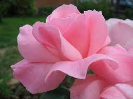 Maybe you would like to learn more about one of these? Queen Elizabeth Rose Wikipedia