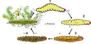 Using insecticides to control eab. Research Showing How Nematodes Use Smell To Select New Insect Hosts Could Improve Biological Control Of Crop Pests