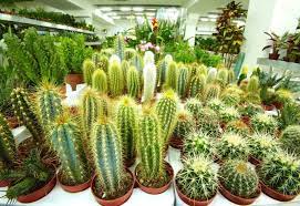 However, you can help them germinate more. How Fast Do Cactus Grow How To Make It Grow Faster