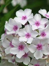Time Passes Memories Fade Feeling Change People Leave But Hearts Never Forget يمر الوقت وتخبو الذكريات وتتغير Beautiful Flowers Amazing Flowers Pretty Flowers