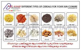 Sun Conure Food Diet Sun Conure Conure Parrot Food Recipe