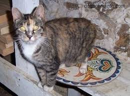 Some cats will eat one kitten. Raccoon Attacks A Cat Caution Graphic Pictures