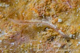 Image result for Polychaeta spp.