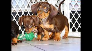We specialize in raising healthy and happy dachshund puppies. Miniature Dachshund Puppies For Sale In Orange County Ca 06 2021