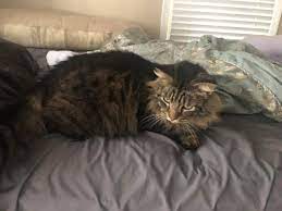 Lost Cat Maine Coon in WAXHAW, NC - Lost My Kitty