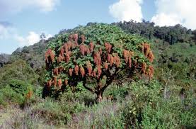 Image result for Hagenia abyssinica