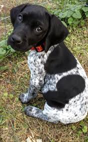 Your black and white pup can be bred that way such as a dalmatian, boston terrier or border collie. Black And White German Shorthaired Pointer Black German Shorthair Pointer Dogs Pointer Puppies Puppies