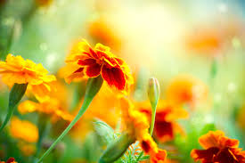 Maybe you would like to learn more about one of these? Plants That Keep Bugs Away From Outdoor Living Spaces Buffalo Healthy Living Magazine