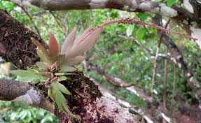 Image result for Oberonia