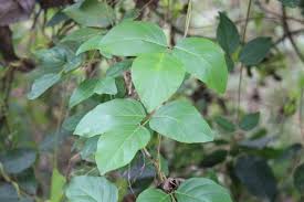 Image result for Canavalia cathartica