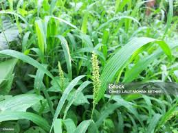 Image result for Setaria verticillata