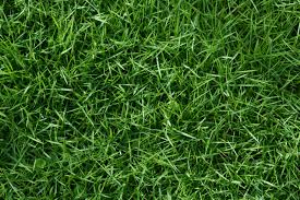 Maybe you would like to learn more about one of these? Bulk Topsoil Mulch Compost Delivery In Ct Dumpster Rental