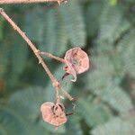 Image result for Aeschynomene elaphroxylon