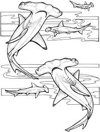 Lamborghini aventador sv coloring pages. Coloring Pages Coloring Pages Hammerhead Shark Printable For Kids Adults Free