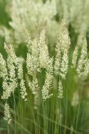 Image result for Koeleria