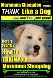 Check spelling or type a new query. Maremma Sheepdog Training Think Like A Dog But Don T Eat Your Poop Here S Exactly How To Train Your Maremma Sheepdog Kindle Edition By Pearce Maremma Sheepdog Training Author Paul Allen