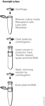 Dna Purification Dna Extraction Methods Promega