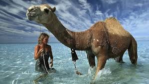 How many humps does alice the camel have? Movie Review Wasikowska And Adam Driver Make Tracks In Intimate Aussie Epic Movie Nation