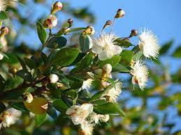 We did not find results for: Myrtus Wikipedia