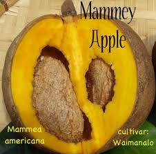 Image result for Mammea