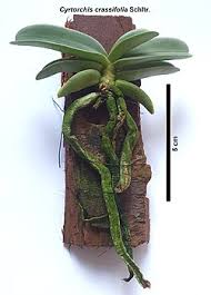 Image result for Cyrtorchis arcuata