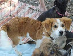 — emma bunton and jade jones have tied the knot! Adopt Greater Charlotte Spca