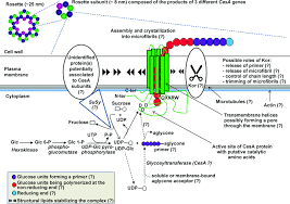 What is the rosetta stone? What Do We Really Know About Cellulose Biosynthesis In Higher Plants Guerriero 2010 Journal Of Integrative Plant Biology Wiley Online Library