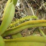 Image result for Diaphananthe odoratissima