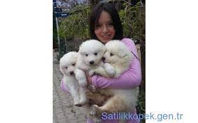 satilik samoyed yavrulari samoyed yavru kopek kopek