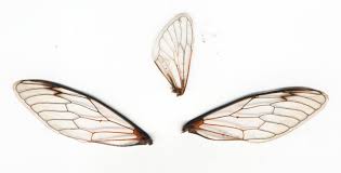 Cicada, large brown cicada, cicada's wings, wings, insect, summer, graphics, creature, png. 3 Cicada Wings By Serp Stock On Deviantart