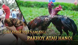 Notes on the balinese cockfight. Ciri Ayam Vietnam Asli Saigon Atau Hanoi