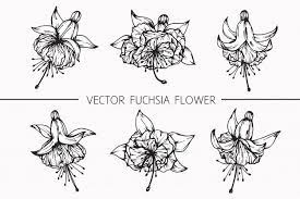 Fuchsia Flower Drawing Illustration Flower Drawing Fuchsia Flower Fuchsia Flowers