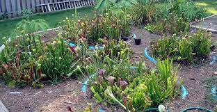 Most pitcher plants and butterworts will do fine in a 4″ pot. Growing Carnivores In Canada Icps