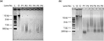 While salmon inhabit the waterways year round, millions return to spawn every summer. Digestion Of Nucleic Acids Starts In The Stomach Scientific Reports