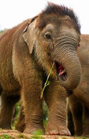 #baby elephants #baby elephant #elephants #elephant. I Think All That Hair When They Are Young Is So Cute Elephant Elephant Species Baby Elephant