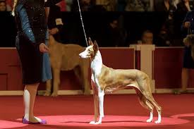 We did not find results for: Built To Last The Basics Of Canine Conformation Anatomy