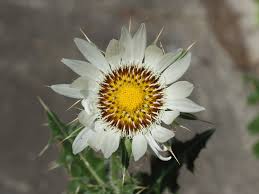 Image result for Berkheya spekeana
