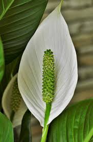 In a dry climate, it may need daily watering. How Much And How Often To Water Peace Lilies Gardener Report