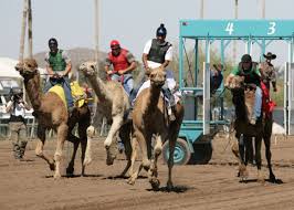 Between the live thoroughbred horse. Latest News Turf Paradise