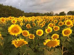 There S A Magical Sunflower Field Tucked Away In Beautiful North Carolina North Carolina Travel Sunflower Fields North Caroline