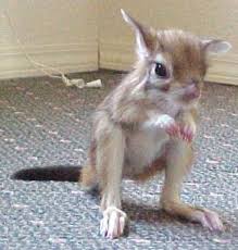 Strange Cool Pets Cute Animals Cool Pets Cute Baby Animals