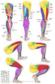 Human anatomy and physiology diagrams: Anatomy Leg Muscles By Quarter Virus On Deviantart