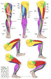 Muscle of the human leg diagram in this image, you will find muscle of the human leg diagram, hip and femur middle layer, hip and femur deep layer, overview of the most important muscles of the leg, femur middle layer, femur deep layer, rectus femoris m. Anatomy Leg Muscles By Quarter Virus On Deviantart