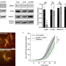 Image result for tbn:oICZ-UHpUGgp-M::files.nireblog.com/blogs/familiaschwingel/files/familias2.bmp