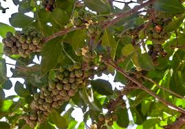 Image result for Trichilia prieuriana